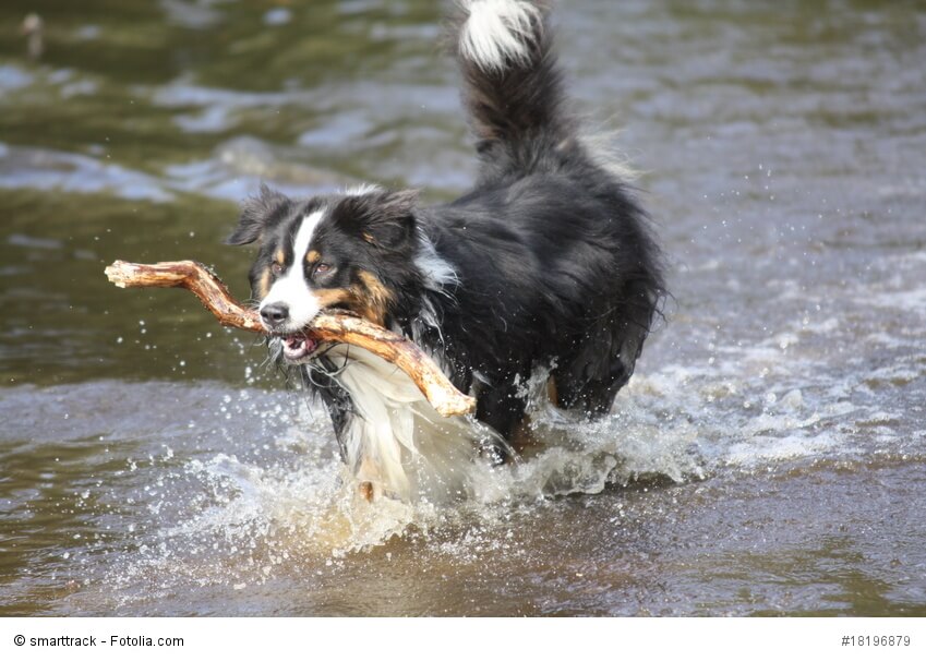 Australian Shepherd sind keine Jagdhunde, apportieren aber gerne mal einen Stock.