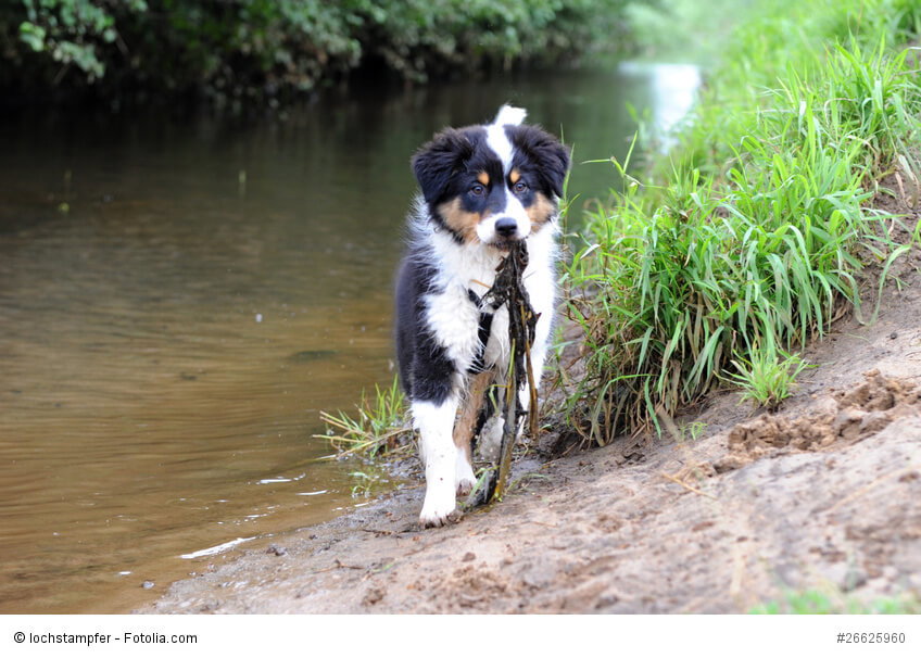 Junge Australian Shepherd lernen noch spielerisch.