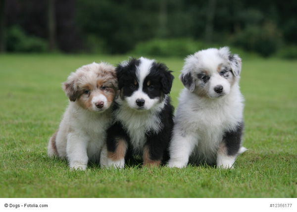 Achtung: Diese Fellfarben beim Hund sind gefährlich!