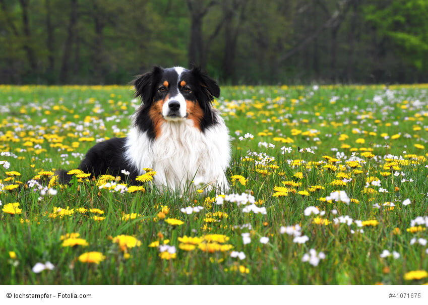 Australian Shepherd sind intelligente und wissbegierige Hunde.