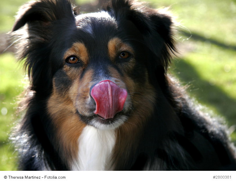 Australian Shepherd sind trotz des langen Fells keine pflegeintensiven Hunde.