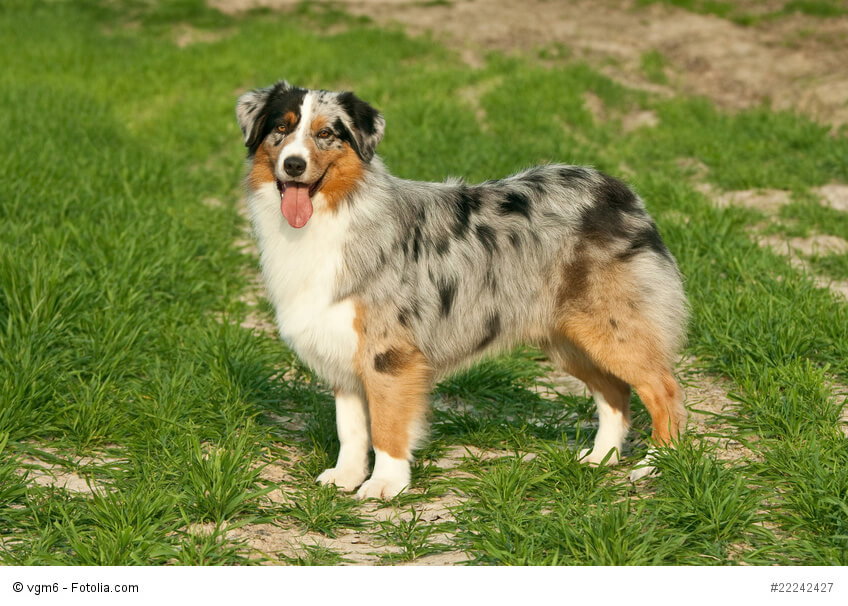 Australian Shepherd in einer "bunten" Farbkombination