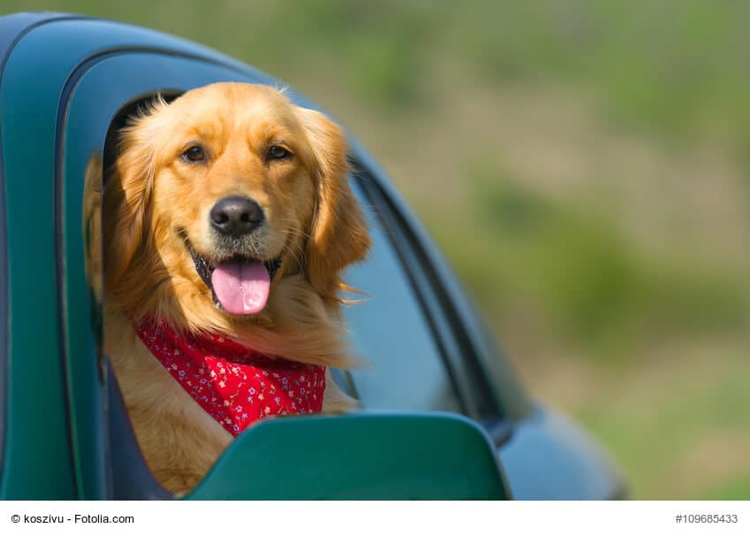 Autofahren mit Hund - ein Ratgeber