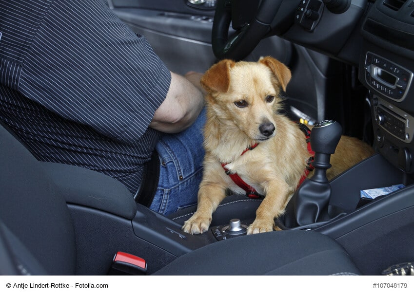 Hund im Fußraum des Fahrers im Auto
