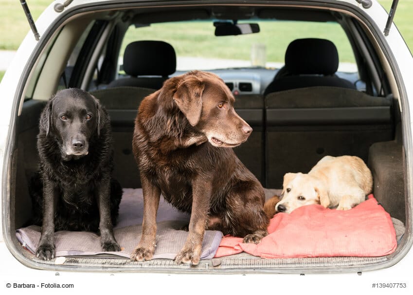 Drei Labrador Retriever sitzen im Kofferraum