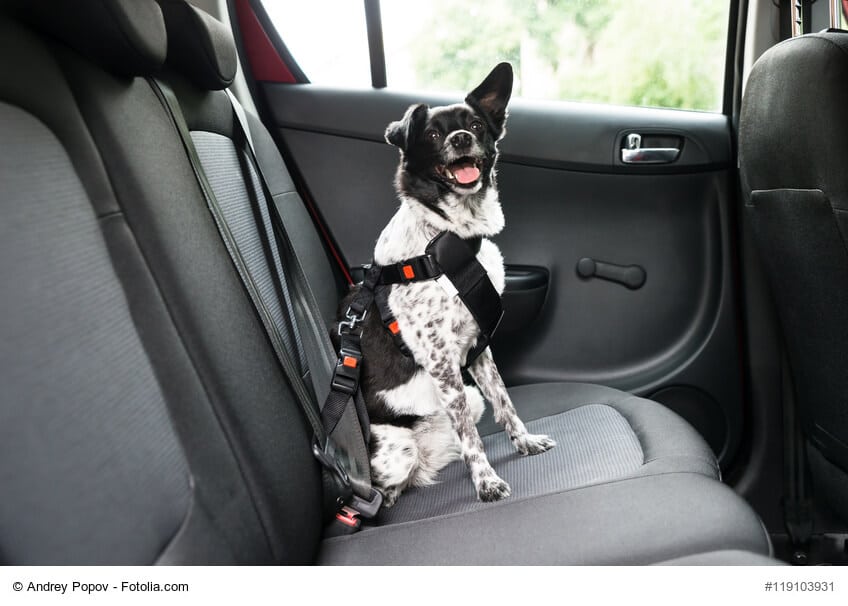 Angeschnallter Hund im Auto