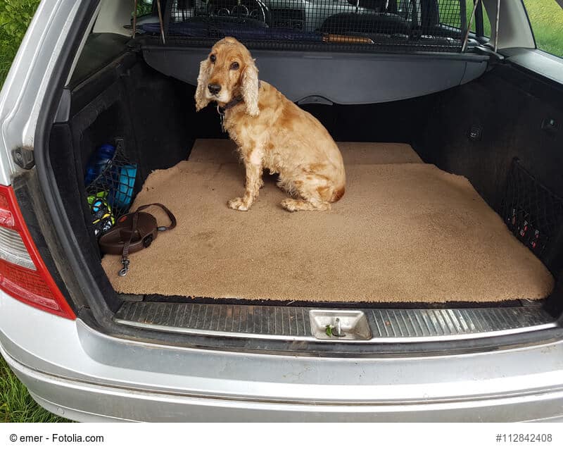 Cocker Spaniel sitzt auf einer Decke im Kofferraum