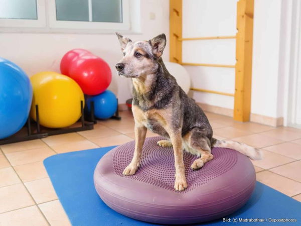 Kaufratgeber: Das beste Balancekissen für Hunde