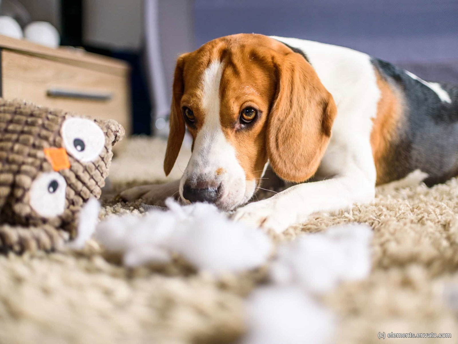 Beagle Welpe auf dem Teppich mit zerstörtem Spielzeug