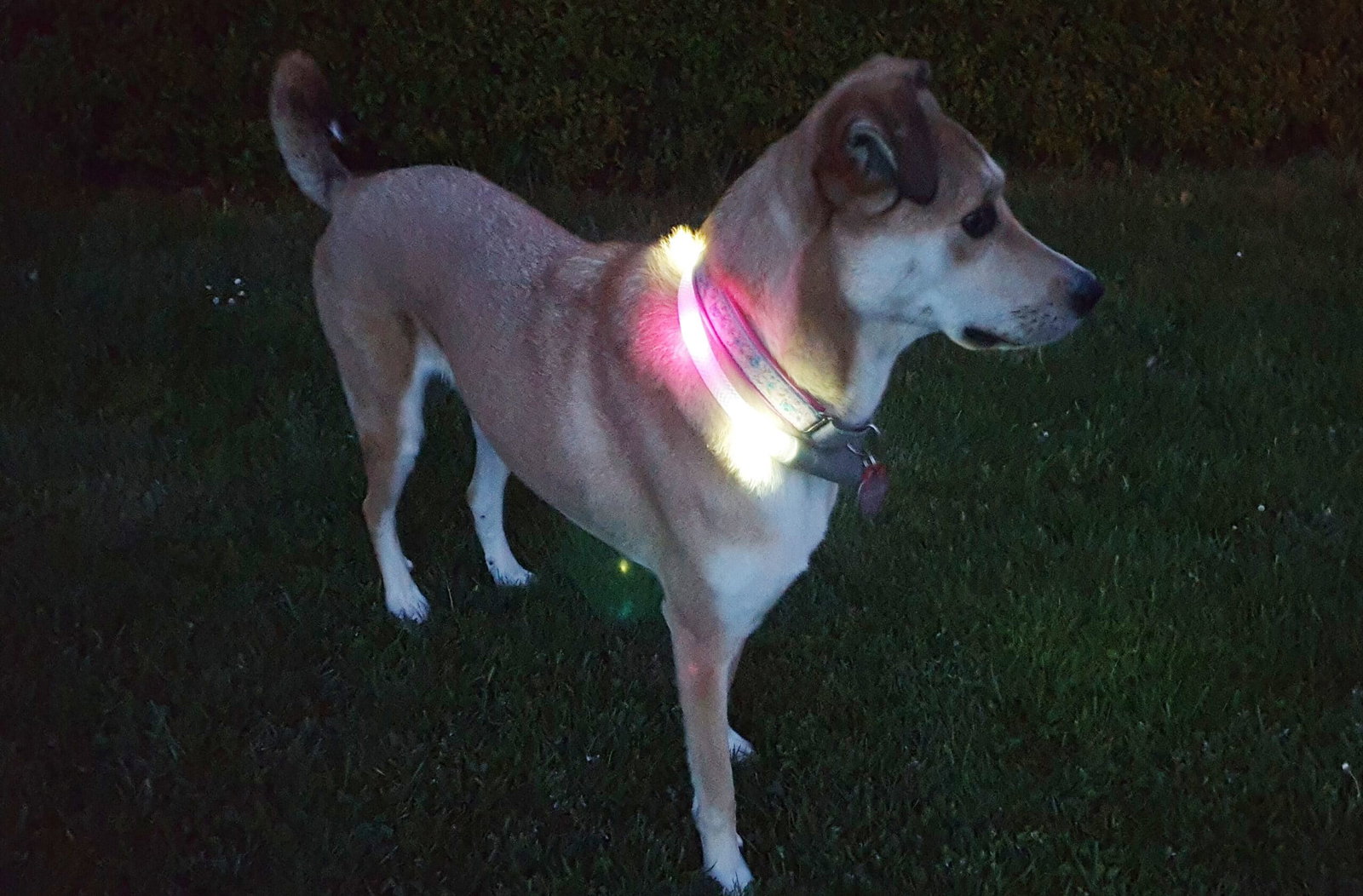 Hund steht mit Leuchthalsband im Dunkeln.