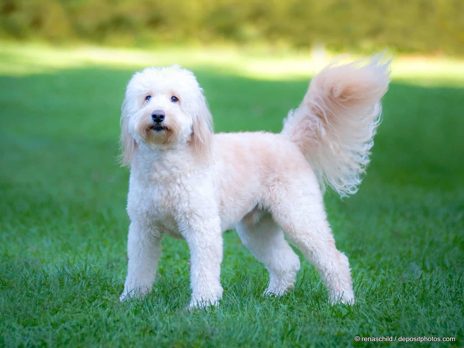 Ein Golden Doodle steht auf einer grünen Wiese.