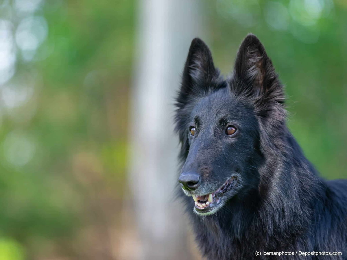 Schwarzer Belgischer Schäferhund Groenendael