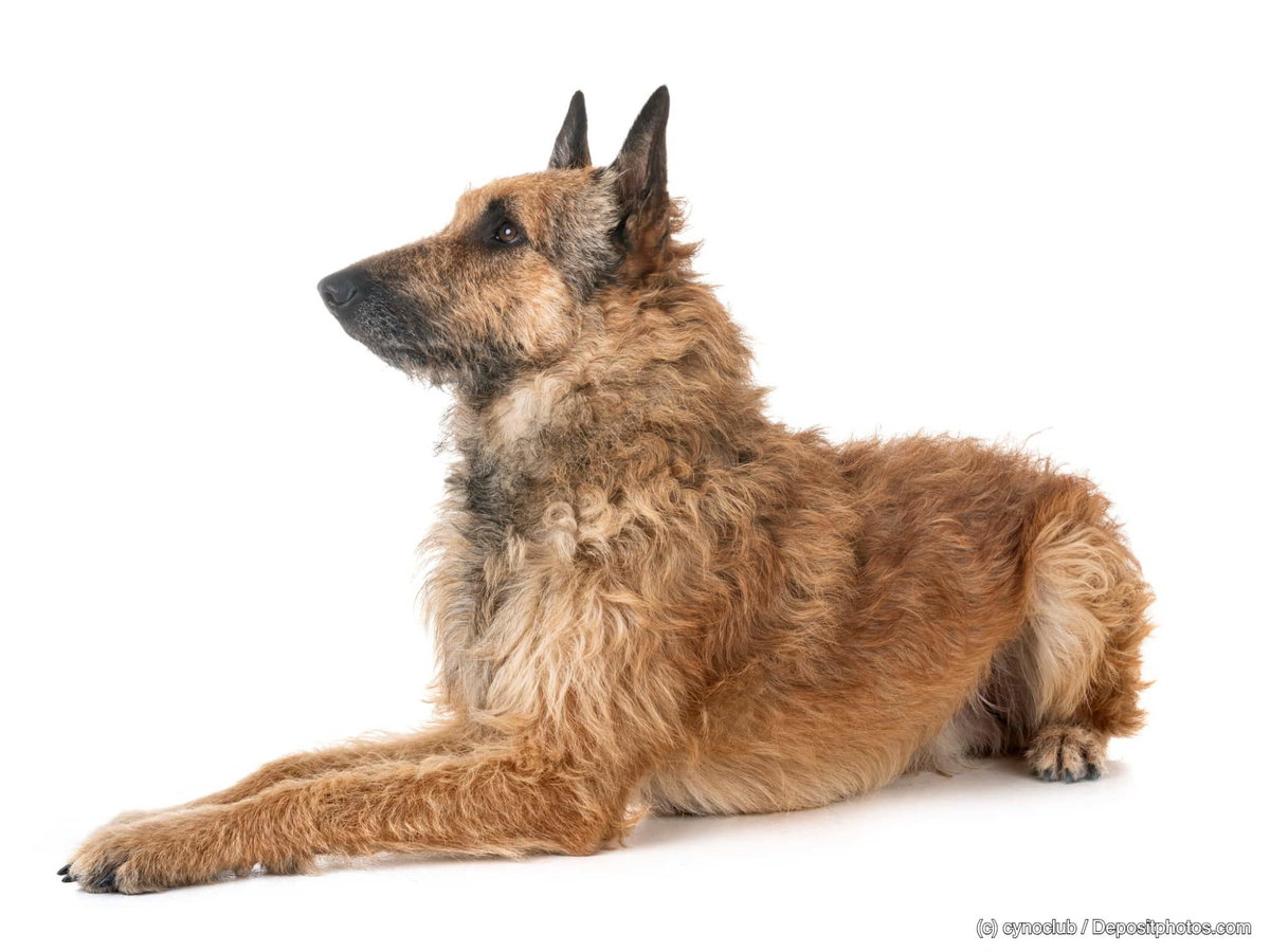Belgischer Schäferhund Laekenois