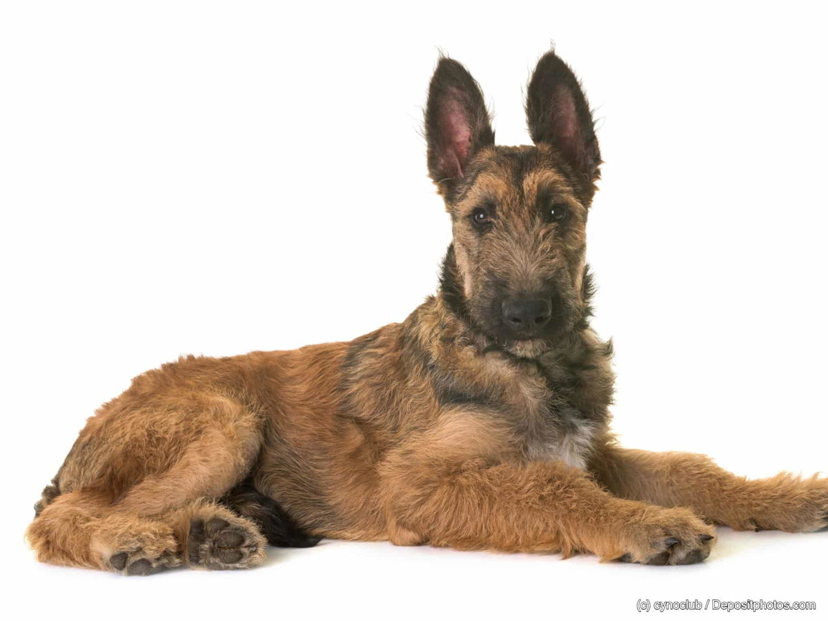 Belgischer Schäferhund: Groenendael, Laekenois, Malinois und Tervueren