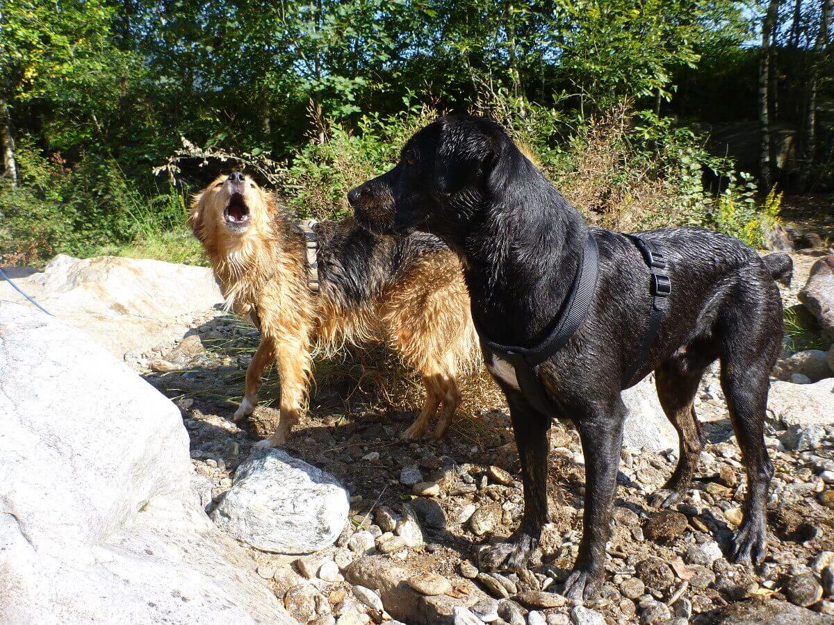 Ein Mischling bellt einen anderen Hund an