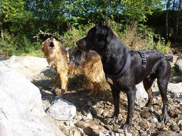 Mein Hund bellt - was nun?