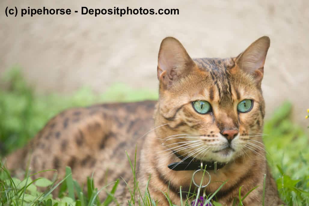 Bengal lieben die Natur