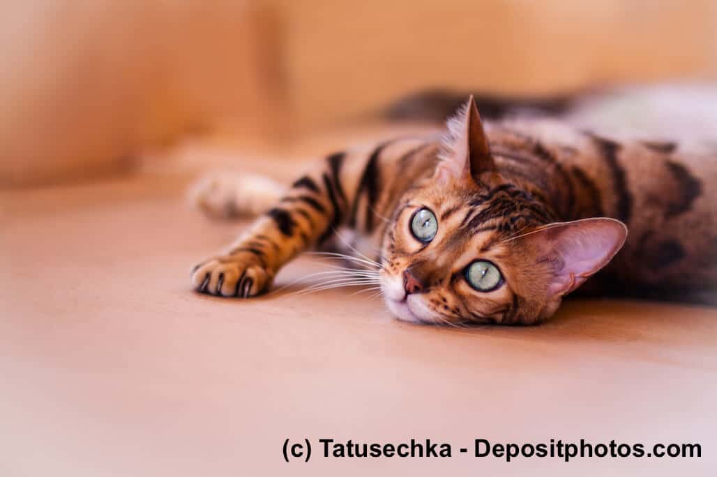 Bengal - kleine Tiger für das Wohnzimmer