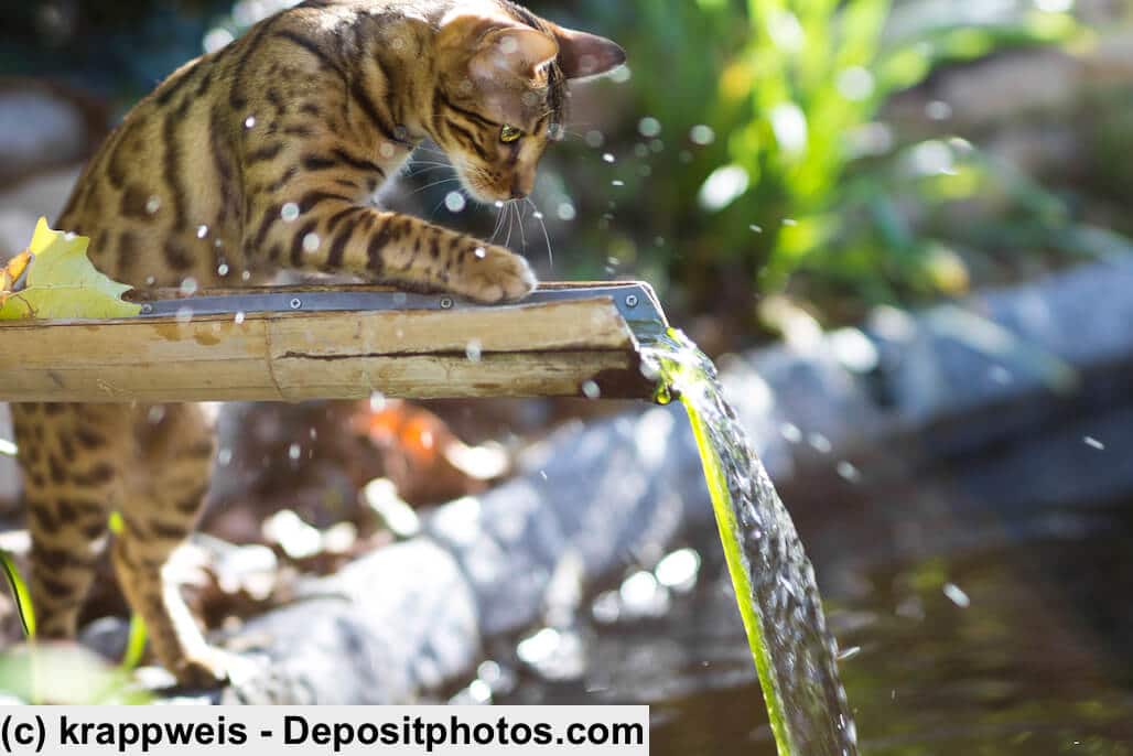 Wie alle Tiger mögen Bengal Wasser
