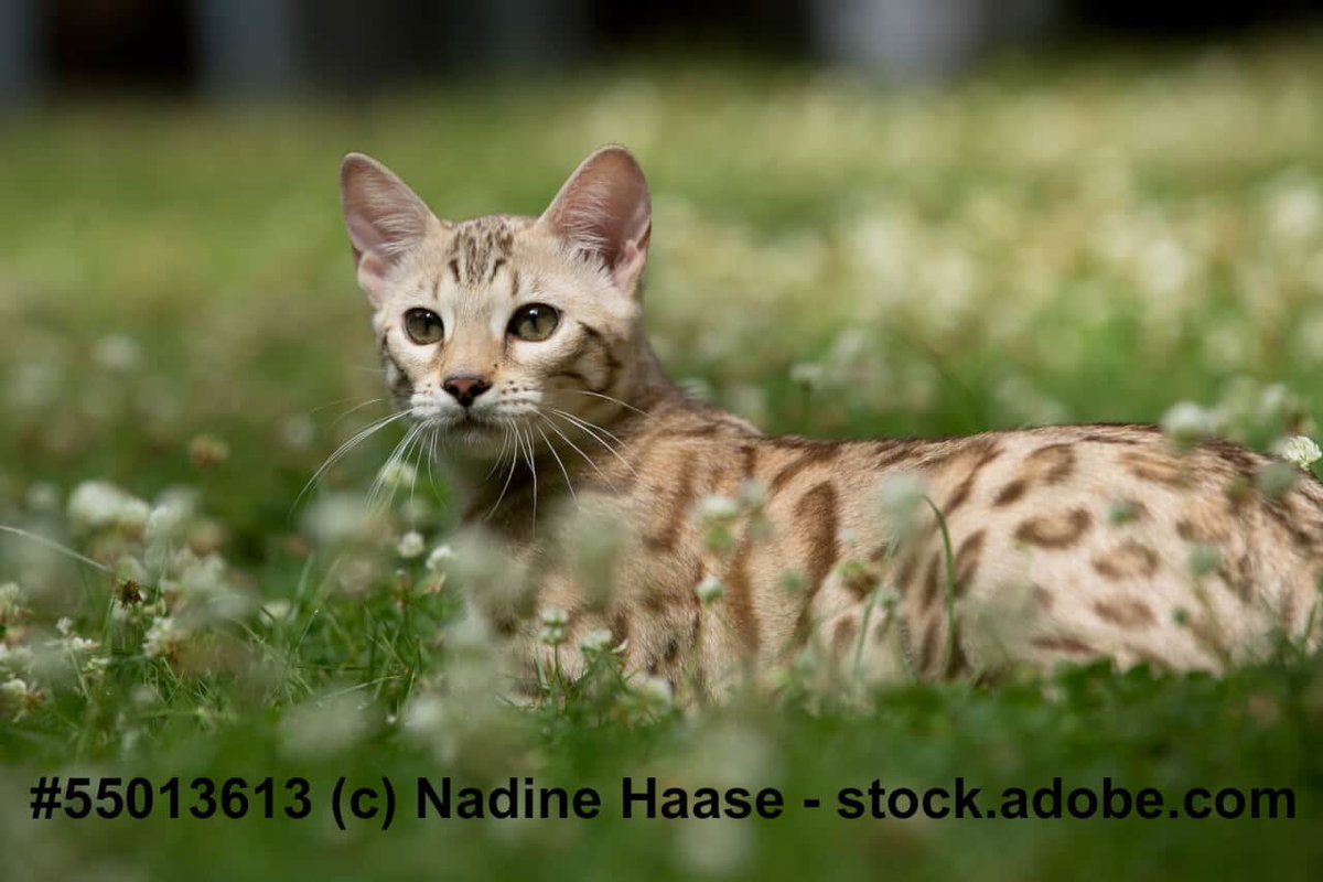 Bengal im Gras