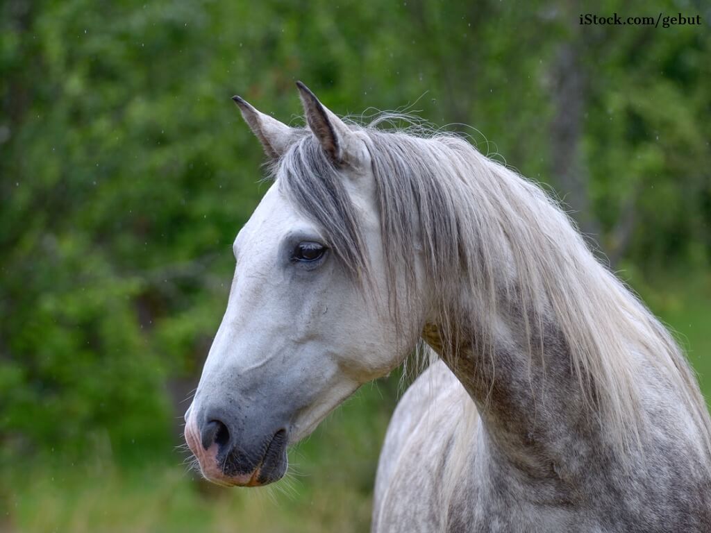 Berber