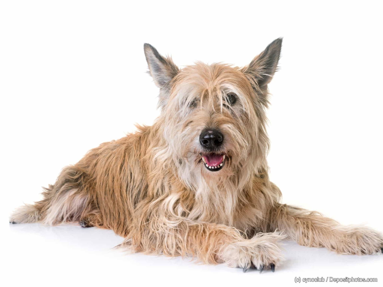 Picardie-Schäferhund (Berger de Picardie) Steckbrief