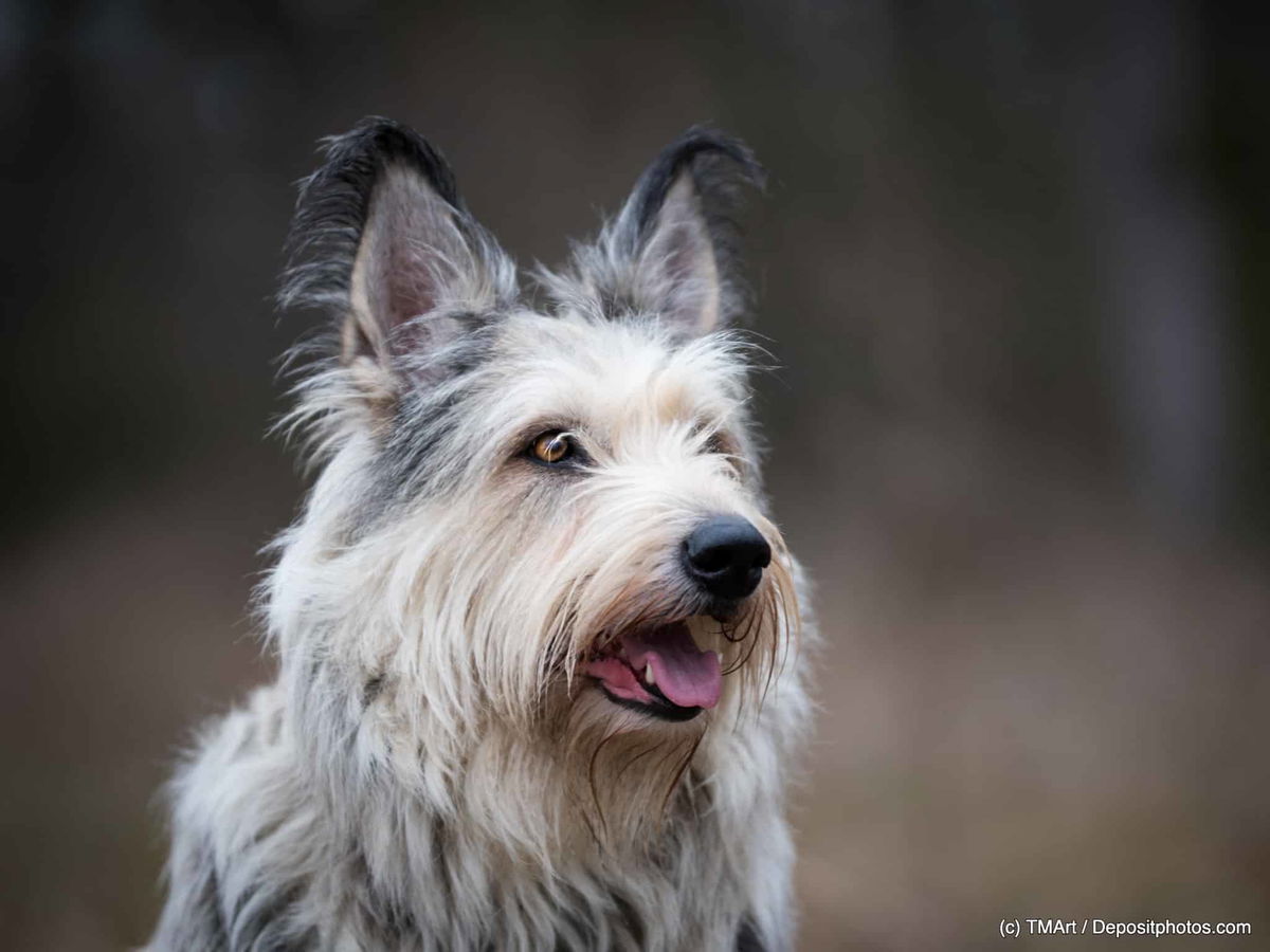 Picardie-Schäferhund – Berger de Picardie