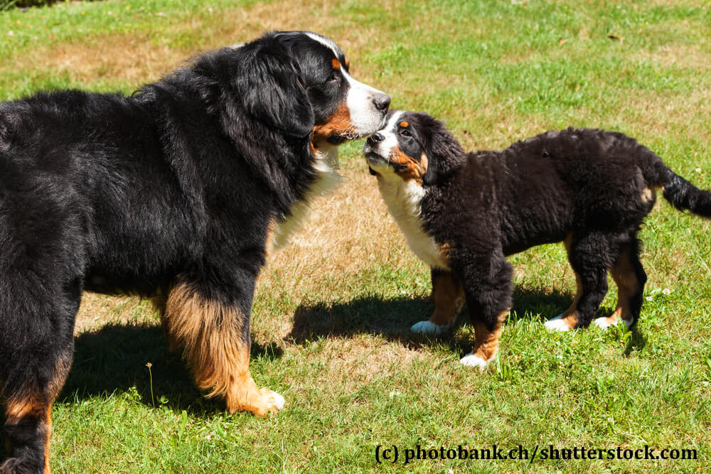 Familienbande ist auch unter Berner Sennenhunden ausgeprägt.