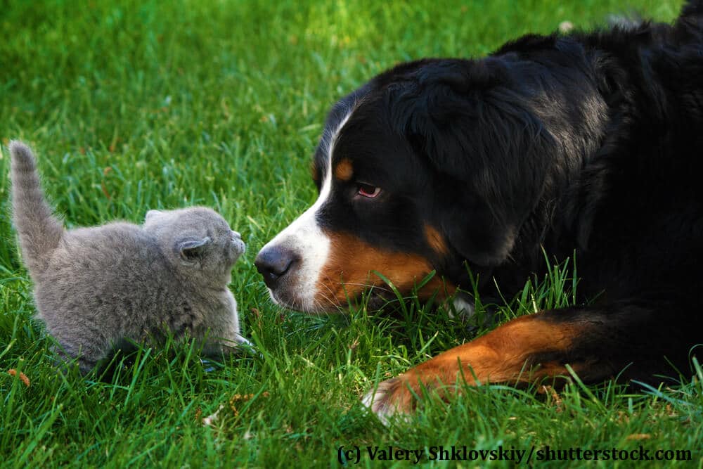 Auch wenn das Kätzchen noch nicht überzeugt scheint, hat dieser Hund ein überaus freundliches Wesen