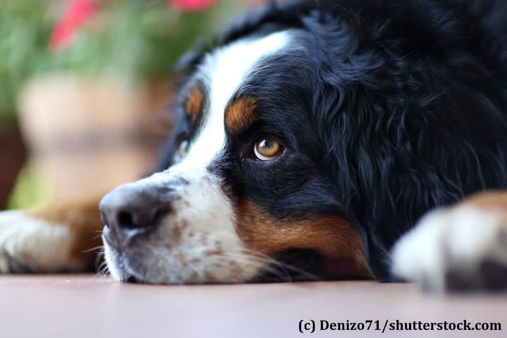 Berner Sennenhunde sind sehr treue und anhängliche Hunde, die eine enge Familienbindung benötigen