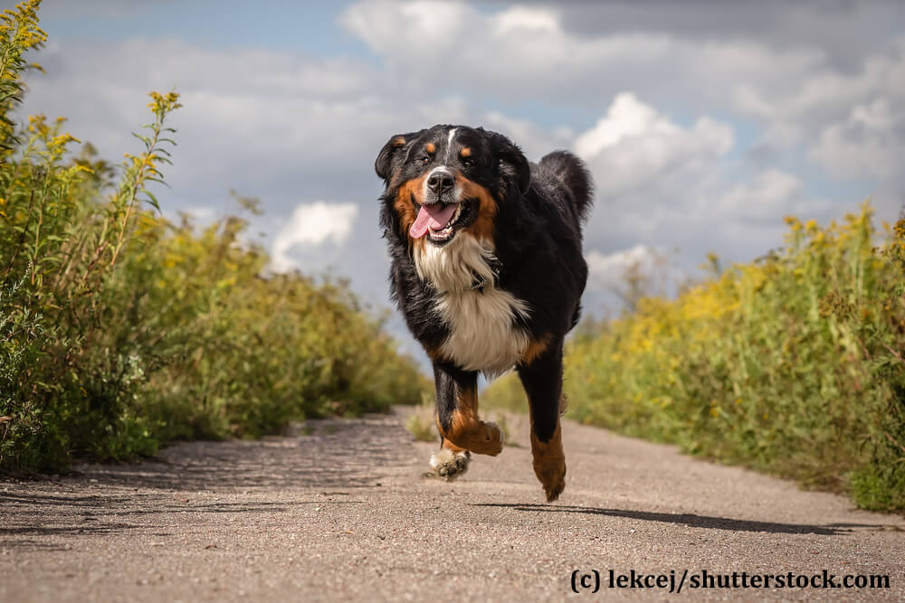 Berner Sennenhunde mögen sich gerne bewegen müssen aber gelegentlich zu ihrem eigenen Wohl zurück gehalten werden.