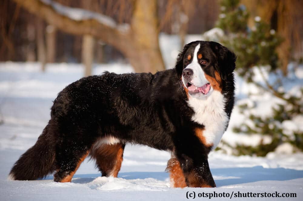 Schnee macht den Hunden mit dem dichten Fell nicht viel aus.