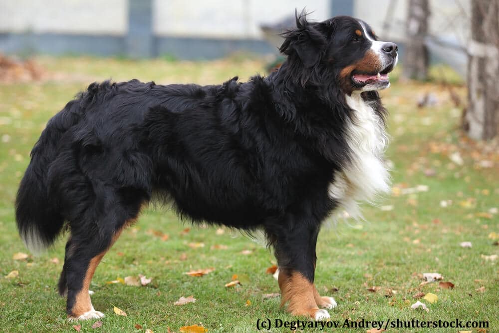 Berner Sennenhund
