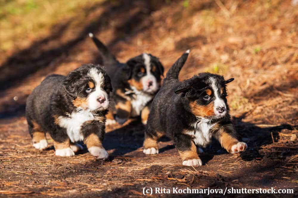 Wie alle Welpen spielen auch Berner Sennenhunde am liebsten mit ihren Geschwistern