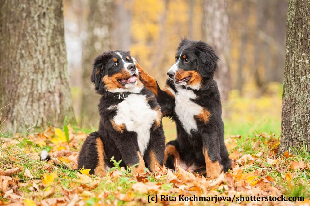 Junge Berner Sennenhunde sind sehr verspielt und brauchen eine konsequente Hand