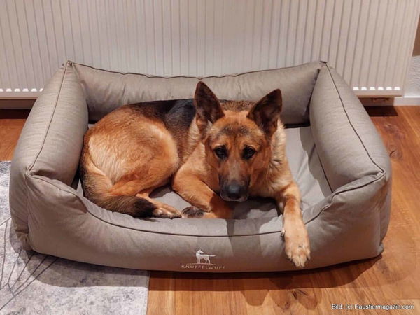 Bestes Fressnapf Hundebett – für dich recherchiert!