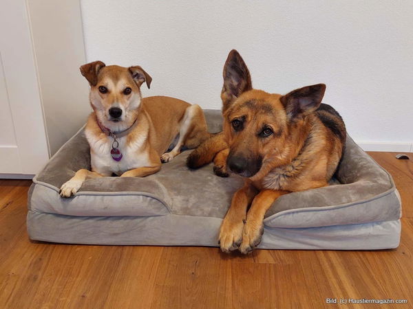 Bestes Zooplus Hundebett – unsere Favoriten!
