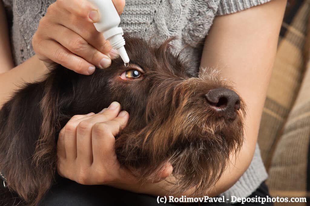 Eine Frau hält einen Hundekopf mit einer Hand fest, mit der anderen gibt sie Augentropfen