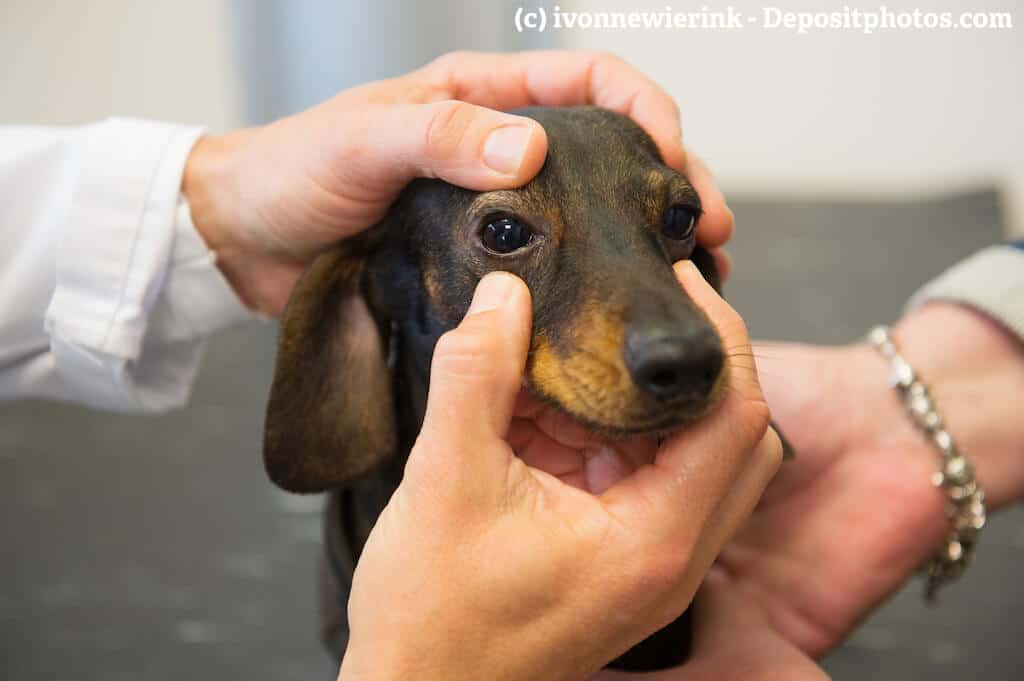 Ein Tierarzt untersucht die Augen eines Dackels