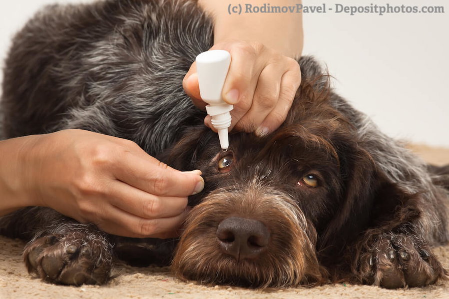 Bindehautentzündung beim Hund