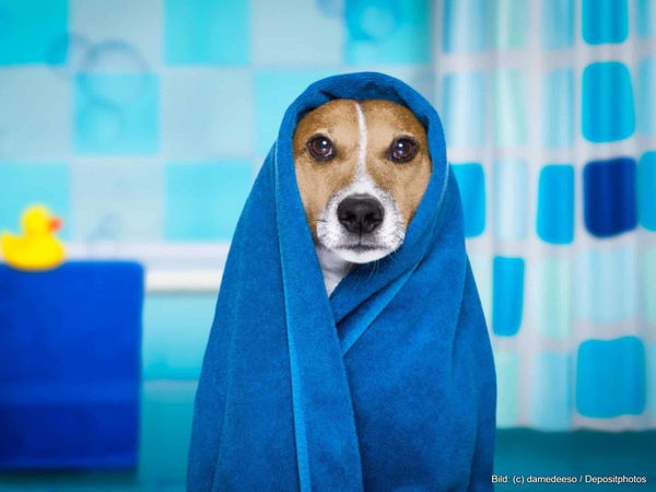 Kaufratgeber: Der beste Hundebademantel