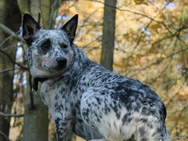 Der älteste Hund der Welt: Eine Reise durchs Hundealter und seine Rekorde