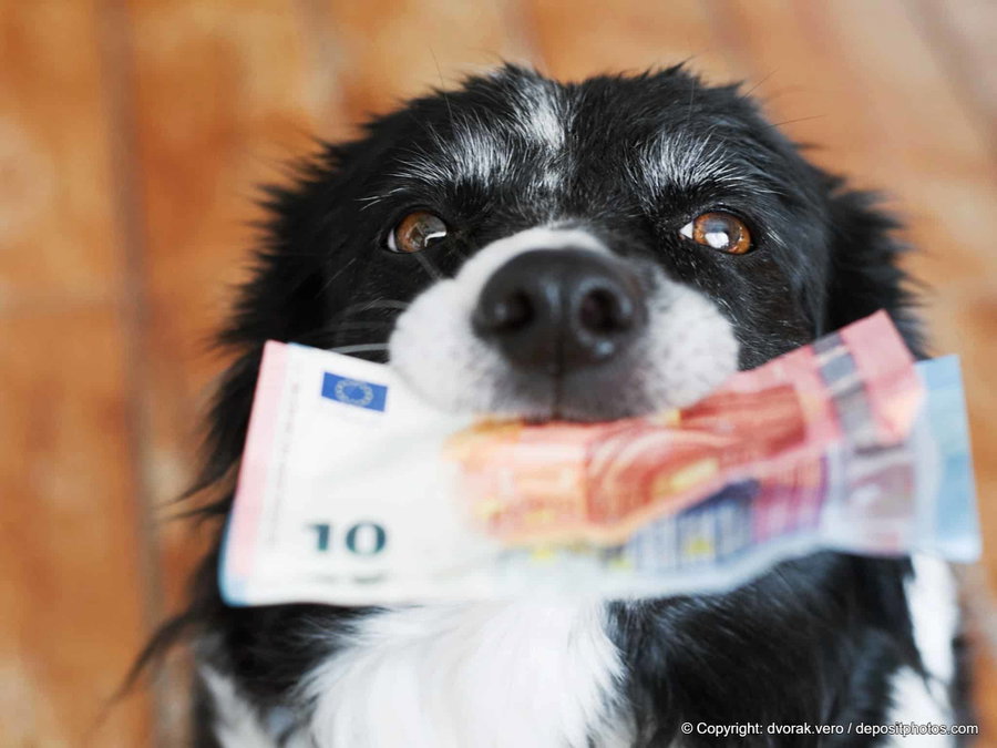 Krass! In dieser Stadt ist ein Hund am teuersten