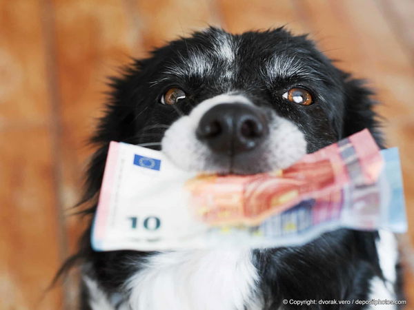Krass! In dieser Stadt ist ein Hund am teuersten