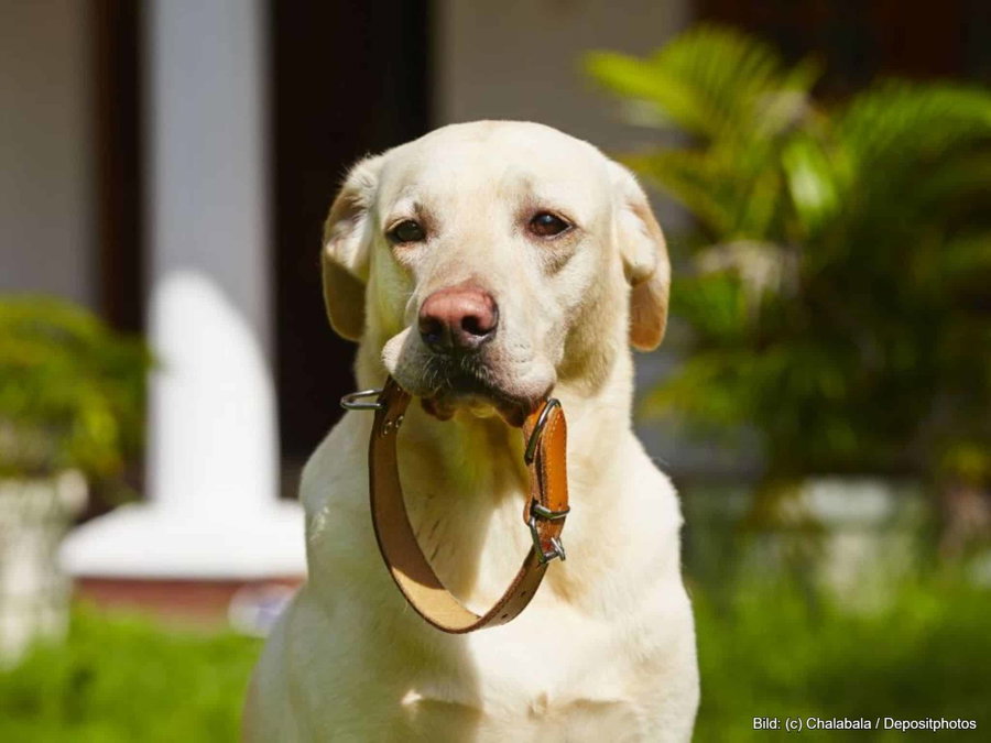 Kaufratgeber: Das beste Hundehalsband aus Leder