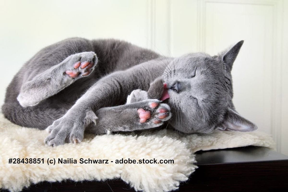 Katzenwäsche bei der Russisch Blau