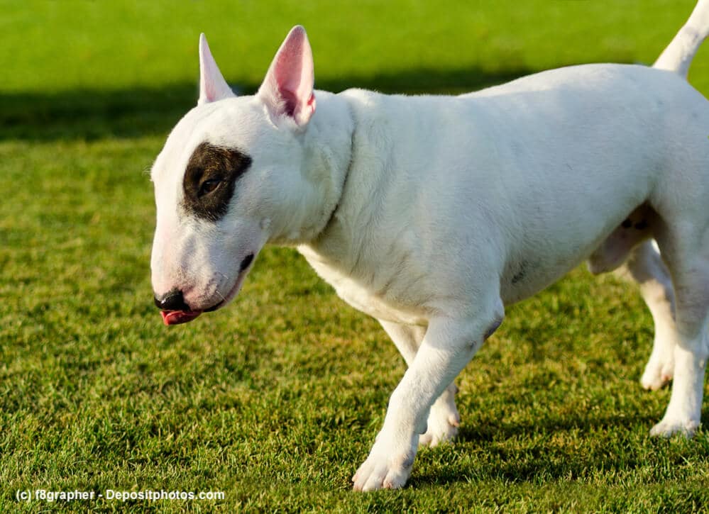 Junger weiß-schwarzer Bull Terrier