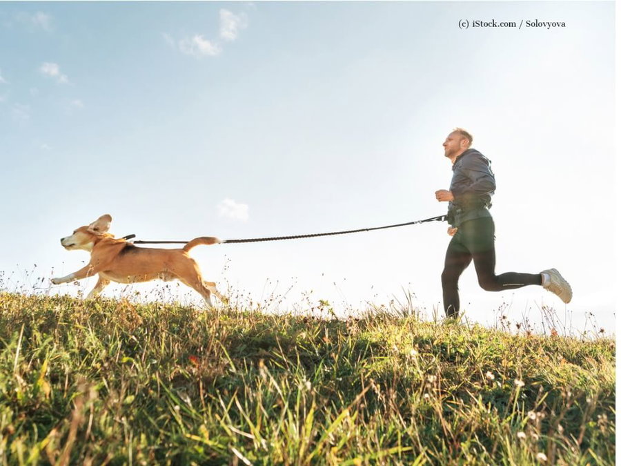 Kaufratgeber: Joggingleinen für Hunde - so macht gemeinsamer Sport Spaß