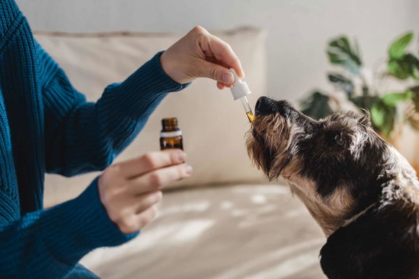 CBD-Öl für Hunde
