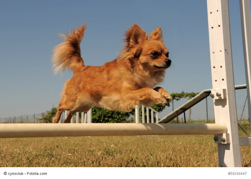 Chihuahuas können durchaus am Agility teilnehmen so lange du sie nicht überanstrengst